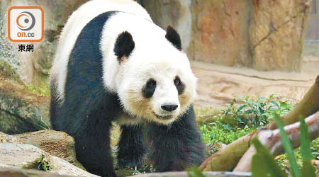 盈盈出現典型妊娠症狀，今年或有望為港誕下小熊貓。