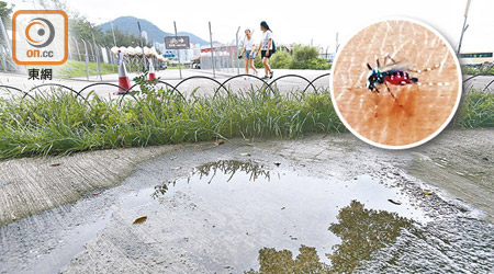 西九文化區多處地方滿布積水，更發現疑似白紋伊蚊（圓圖）。（李志湧攝）