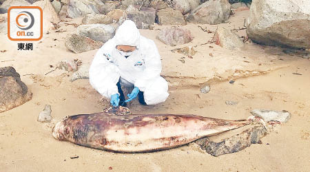 海洋公園人員在南丫島剖驗江豚。（海洋公園保育基金提供）