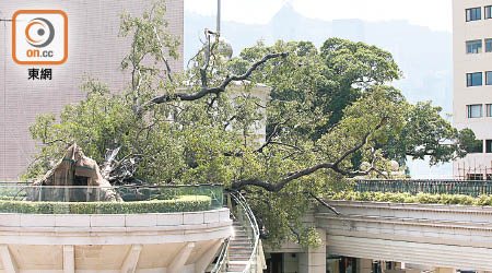 一棵逾百年歷史細葉榕在颱風中倒塌。（羅錦鴻攝）