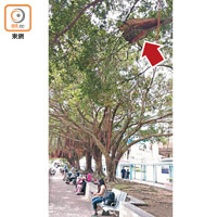 屯門<br>有市民發現屯門碼頭一棵樹上掛有鐵皮（箭嘴示），至今沒有人清理。（受訪者提供）