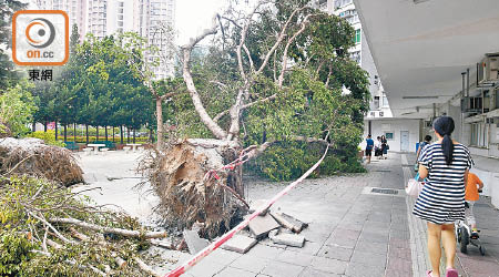 粉嶺<br>多個公共屋邨倒塌的樹木還沒移除，市民只能繞道而行。