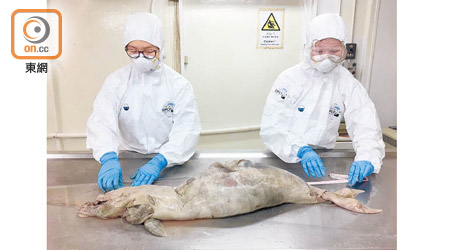 保育基金人員檢驗海豚屍。（海洋公園保育基金提供）