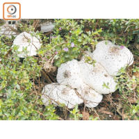 專家指，於天空走廊旁草地的菇類應是有毒性的綠褶菇。