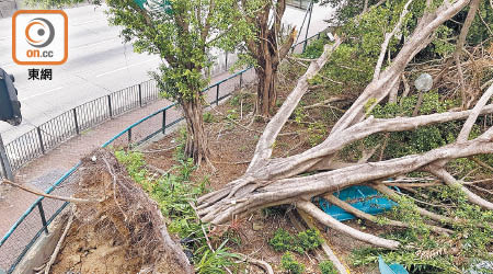 山竹當日破壞了不少彩雲邨的花基和樹基。（受訪者提供）