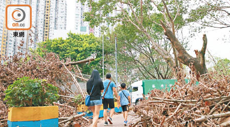 颱風山竹令本港廣泛地區的樹木備受破壞。
