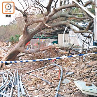 受颱風山竹吹襲，東平洲多條主要行人路被塌樹阻封。