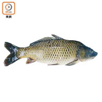 鯇魚為鯉科草魚屬的一種淡水魚，順德人多用以製成魚生。