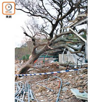 殷伯上月遭大樹砸毀屋頂，現正苦惱籌集復修工程費的難題。