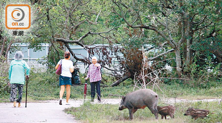 馬鞍山<br>野豬家族每日傍晚定時出現於輋下村村口兩旁的草叢。
