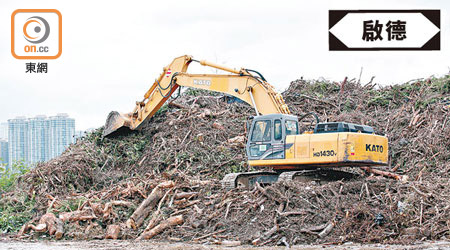 臨時堆樹區的枯木堆積多時，木材質素已不適合回收作其他用途。