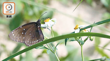 沙螺洞獨特的高地山谷濕地生態，亦孕育出各種各樣的蝴蝶等。（高嘉業攝）