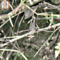 沙螺洞中記錄到的蜻蜓包括被列為瀕危的克氏小葉春蜓。（綠色力量提供）