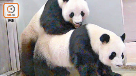 大熊貓盈盈和樂樂過去多次繁殖失敗。