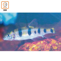 東涌河發現罕見的北江光唇魚。