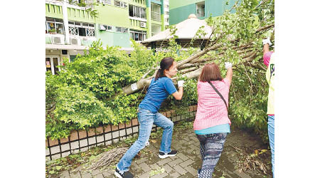 陳凱欣（左）年輕有活力，圖為山竹襲港後協助清理街上塌樹枯枝。（互聯網圖片）