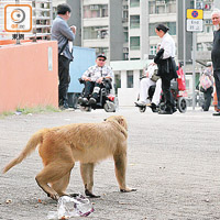 大埔<br>猴子在市區內「搵食」，對人毫無防備。