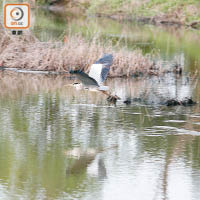 米埔自然保護區每年秋冬會迎來大批候鳥南下過冬。