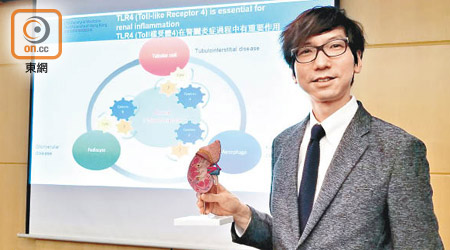 鄧智偉正研究腎炎機制，找出可行治療方案。（鍾君容攝）