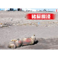 宜蘭出現的死豬，經消毒後被就地掩埋。（互聯網圖片）