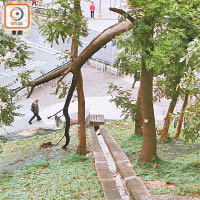 慈樂邨<br>慈樂邨附近一段行人路，有山坡的樹木嚴重傾斜，恐有倒塌危機。