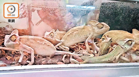 旺角大部分爬蟲寵物店以出售蜥蜴、蛇和龜等常見兩棲類動物為主。