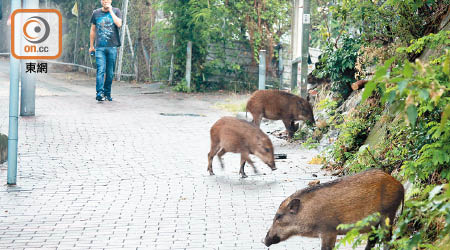 野豬闖入市區滋擾問題日益嚴重。
