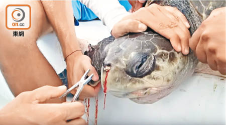 網上流傳的影片顯示，有海龜鼻因誤吸入膠飲管受害。