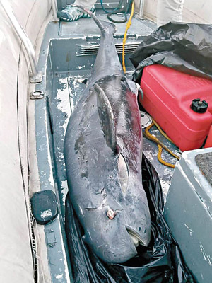 江豚屍體被運返海洋公園化驗。（Ocean Asia圖片）