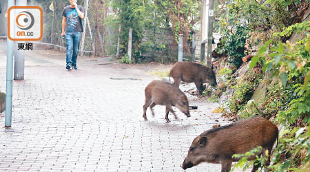 野豬在市區覓食問題惹來關注。