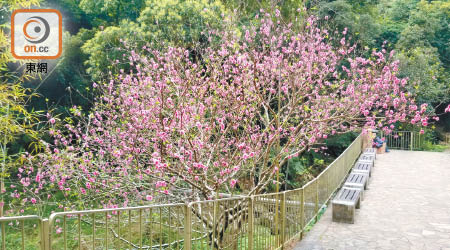 桃花樹上滿布密密麻麻的花朵，組成一片花海。（朱先儒攝）