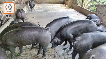 有豬農引入黑毛豬，希望能建立本地品牌形象。（漁護署提供）