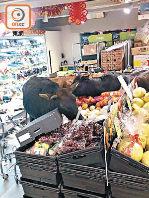 四隻野牛闖入大嶼山梅窩一間超市的水果部大快朵頤。（讀者提供）