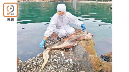 人員檢驗擱淺的江豚屍。（香港海洋公園保育基金提供）