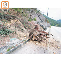 長青公路<br>有樹頭不堪重力，日前從斜坡上掉落行人路，幸未傷人。