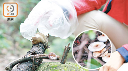 野生菇類隨時含菇類毒素，導致惡心、嘔吐、腹痛、大量流汗、幻覺及昏迷等症狀。