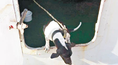 泰國一隻狗誤登貨船捱過六日船程抵港，卻旋即被漁護署人道毀滅，引起社會嘩然。（互聯網圖片）