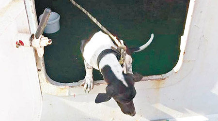 泰國一隻狗疑誤登貨船抵港，被漁護署即日人道毀滅。（互聯網圖片）