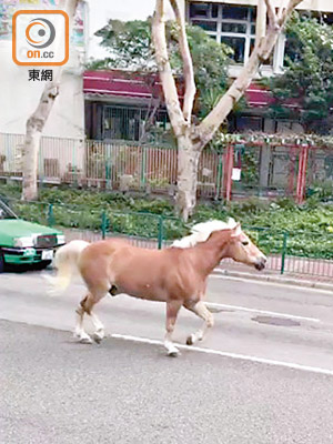 小馬在屯門馬路出沒，引起途人注目。（讀者提供）
