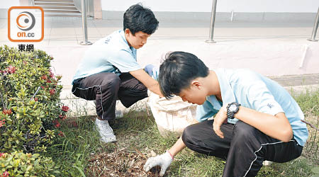 鳳溪第一中學安排學生將竹碎鋪在花圃中，透過親身體驗學習環保。（吳艶玲攝）