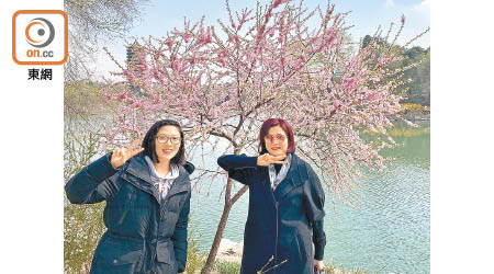 劉黃寧達（右）同Katarina（左）見到盛開櫻花。（受訪者提供）