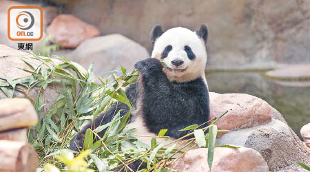 盈盈（圖）和樂樂已進入今年的繁殖期。（海洋公園提供）