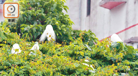 大埔鷺鳥林是全港第二大鷺鳥繁殖地點，採訪當日亦見十數隻在築巢。