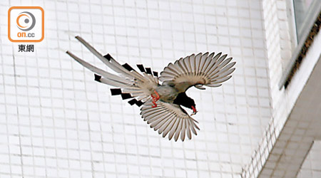 紅嘴藍鵲身形較為龐大，尾羽呈白色及有黑白間紋。