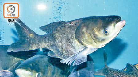 本港水塘育有不少具經濟價值的魚類，包括被稱為「淡水龍躉」的大頭魚。