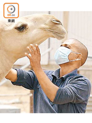 沙特新增二十二宗中東呼吸綜合症個案，部分患者曾接觸駱駝及飲用駱駝奶。