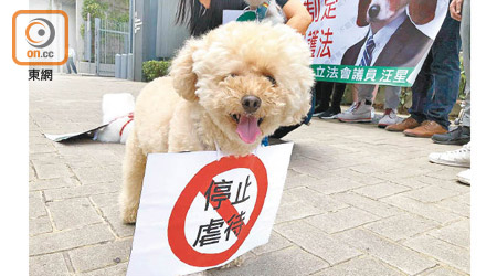 現行法例被指不足以保障動物權益。（李志湧攝）