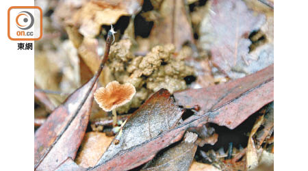 外形相當的骰的「星孢絲蓋傘」，是一款毒性強烈的野菇。