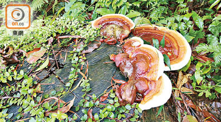 常見的野生赤靈芝，中大曾進行重金屬檢測發現大部分樣本鎘及銅超標。