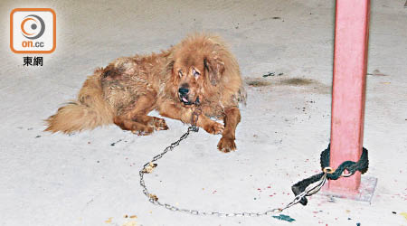 去年有藏獒犬被揭發遭遺棄在貨櫃屋，斷糧險死。